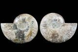 Cut & Polished Ammonite Fossil - Agatized #91186-1